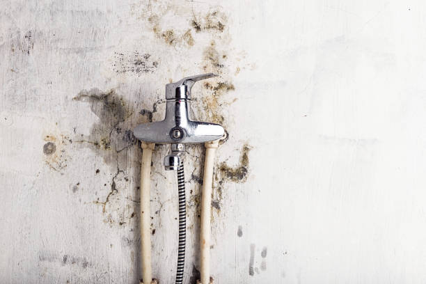 Best Mold Remediation for Schools in Rutherford, PA