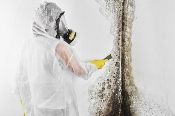 Best Mold Testing and Inspection Services in Rutherford, PA