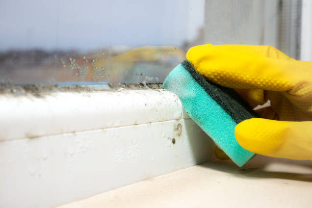 Best Kitchen Mold Remediation in Rutherford, PA